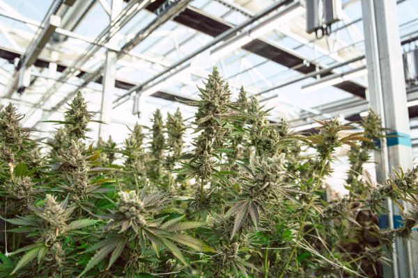 Indoor greenhouse with mature cannabis plants flowering under natural light