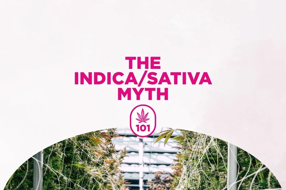 The IndicaSativa Myth (1)